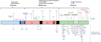 Expanding the TDP-43 Proteinopathy Pathway From Neurons to Muscle: Physiological and Pathophysiological Functions